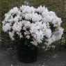 Rhododendron Cunningham' s White INKARHO