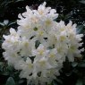 Rhododendron Cunningham's White