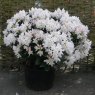 Rhododendron Cunningham's White