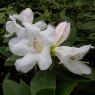 Rhododendron 'Dame Edith Sitwell'