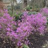 Rhododendron dauricum 'Midwinter'  AGM