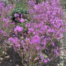 Rhododendron dauricum 'Midwinter'  AGM