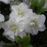 Evergreen Azalea Schneeperle AGM   STANDARD