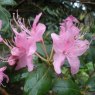 Rhododendron davidsonianum  AGM