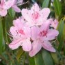 Rhododendron davidsonianum  AGM  EGM 149