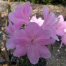 Rhododendron davidsonianum 'Ruth Lyons'  AGM