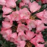 Rhododendron Debbie Dane